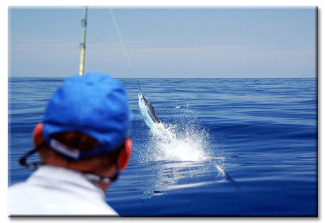 Madeira Island CR3E CQ WW DX CW Contest 2009 DX News